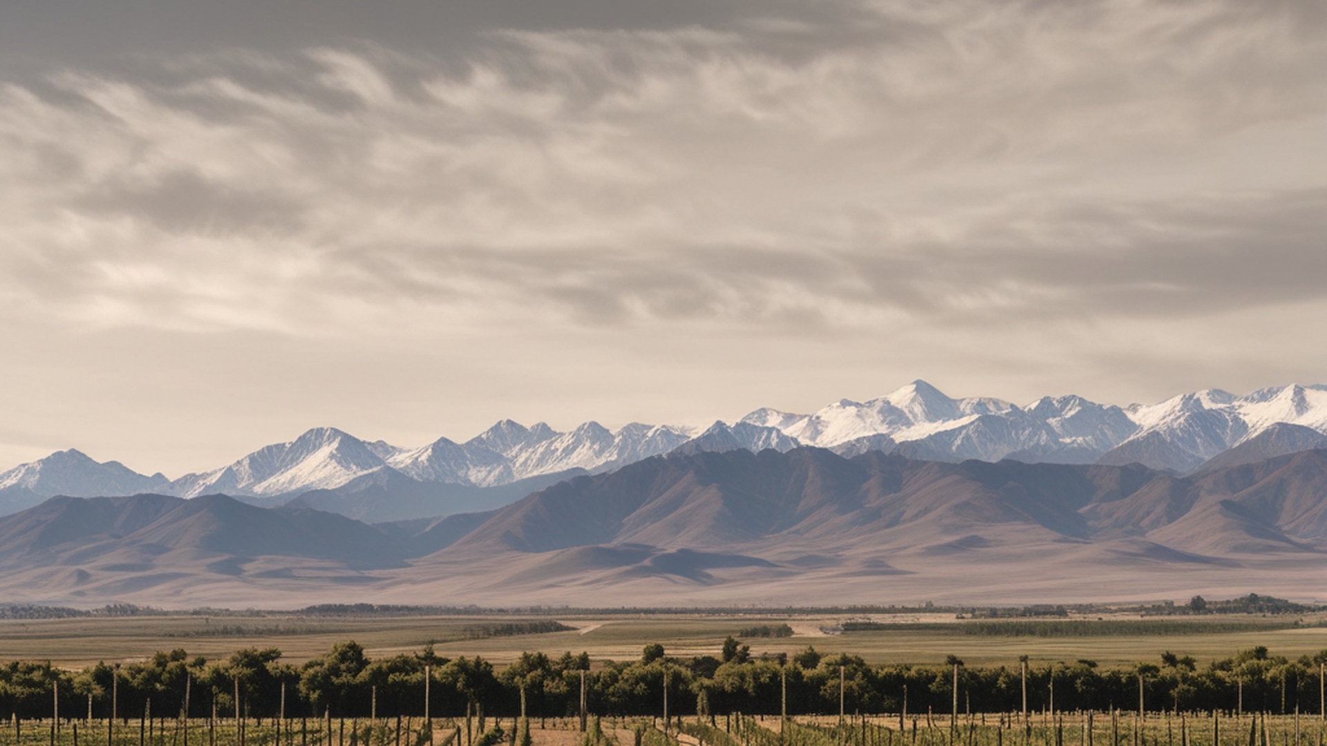 Viñedos de Altura en Los Árboles Valle de Uco